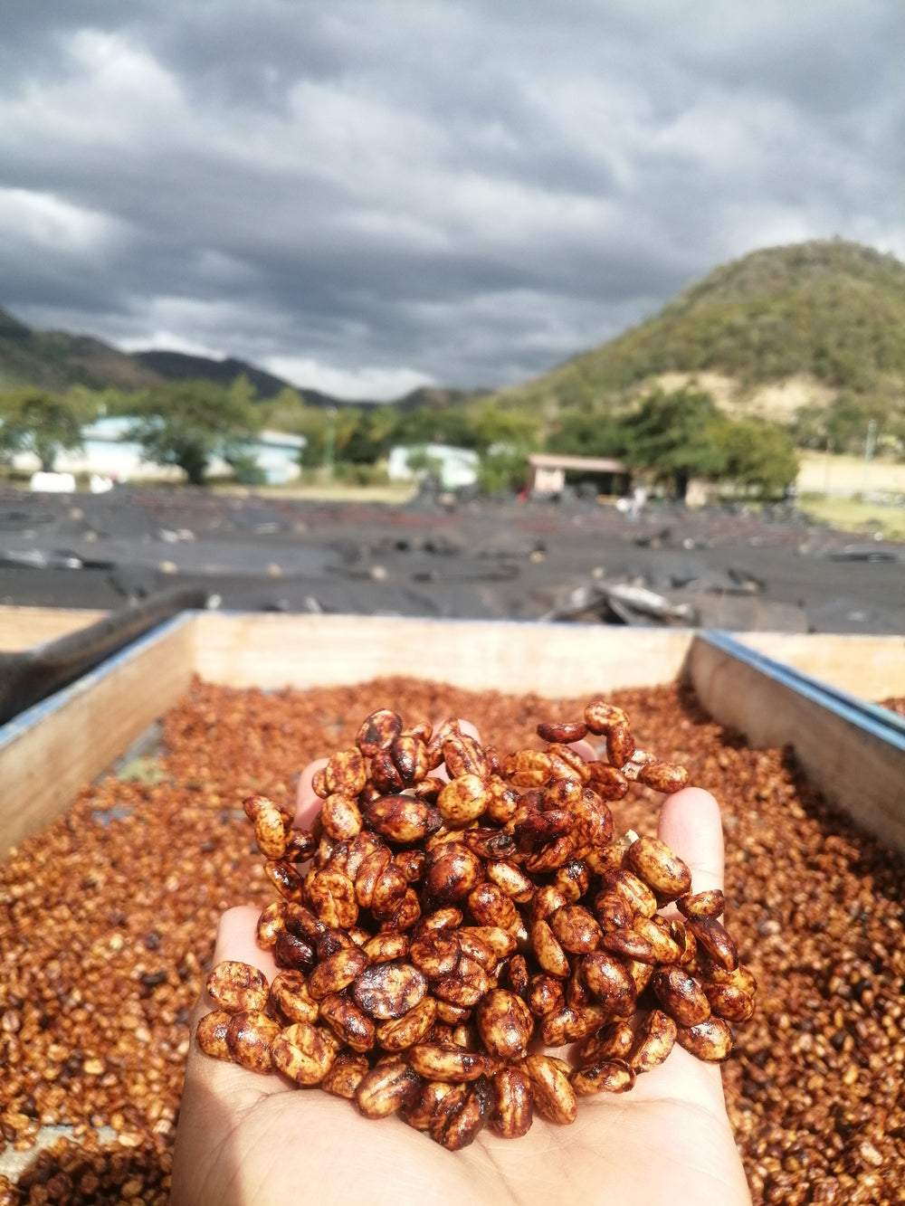 Nicaragua- Ronald & Noelia Anti-Poverty Honey Process (1lb)